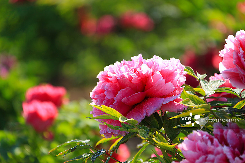 粉红色牡丹花特写图片素材