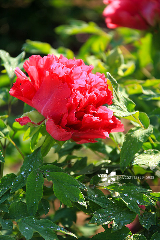 带水珠的红色牡丹花图片素材