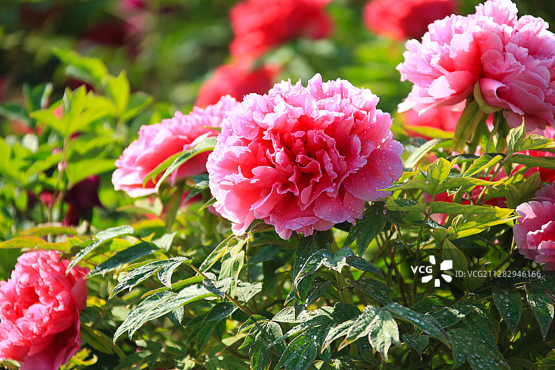 清晨带露珠的牡丹花图片素材
