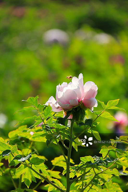 浅粉色牡丹花上一只小蜜蜂采蜜图片素材