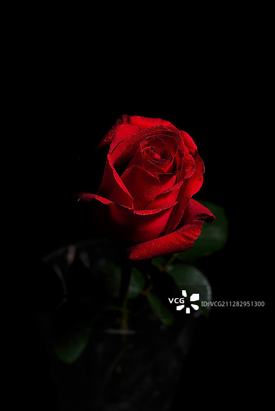 红玫瑰图片素材