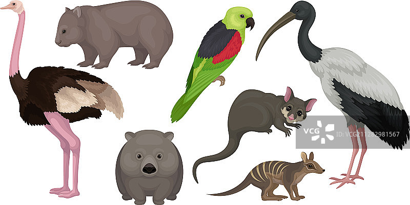 澳大利亚野生动物和鸟类图片素材