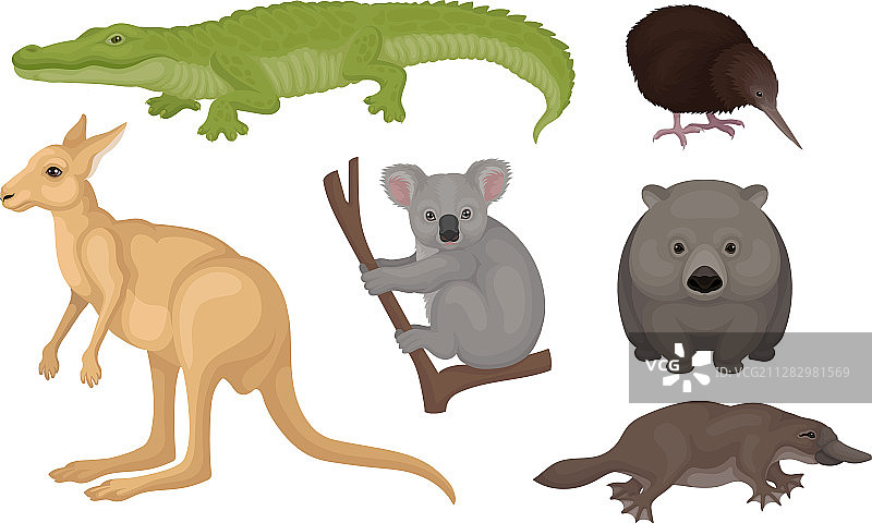 澳大利亚野生动物和鸟类图片素材