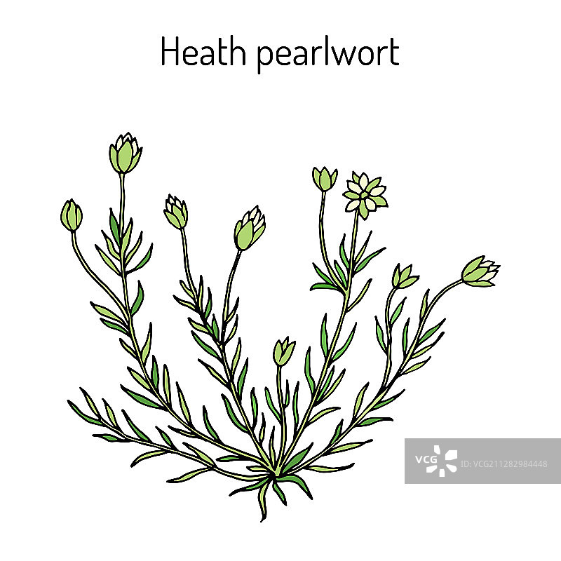 珍珠苔藓或爱尔兰苔藓图片素材