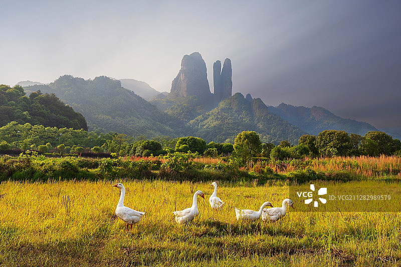 三爿石下大白鹅图片素材