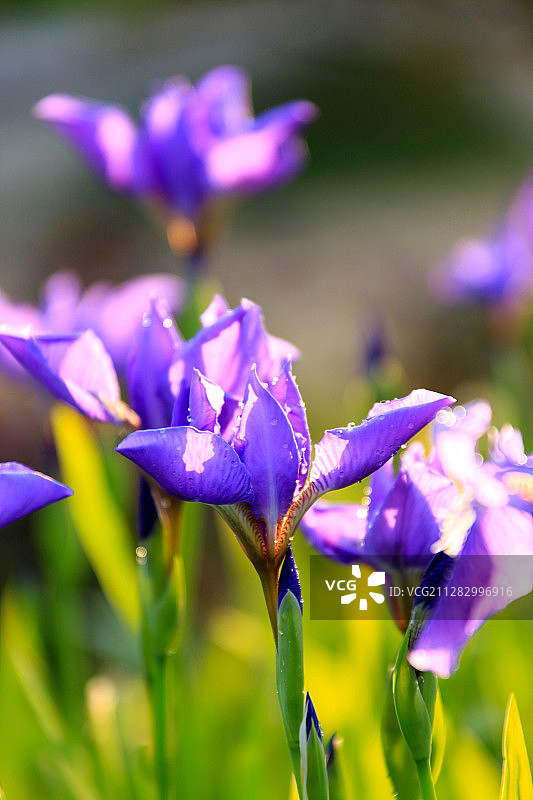 紫鸢尾 扁竹花 蝴蝶花图片素材