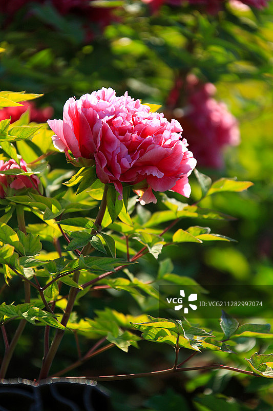 一朵盛开的粉色牡丹花图片素材