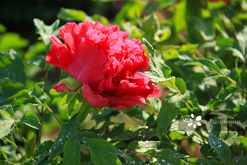 带露水的红牡丹特写图片素材