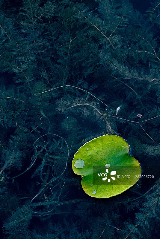 新都桂湖公园荷叶图片素材