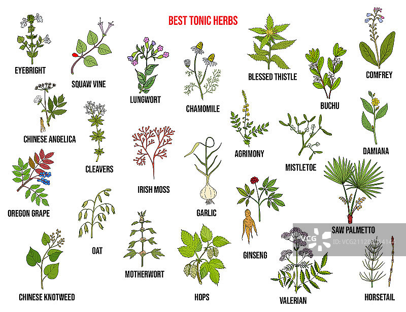 最佳滋补草药合集图片素材