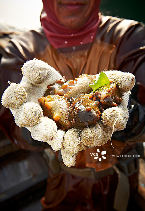 海洋岛海参养殖捕捞图片素材