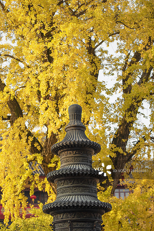 秋天庙宇里香炉后的银杏树叶变成了金黄色图片素材