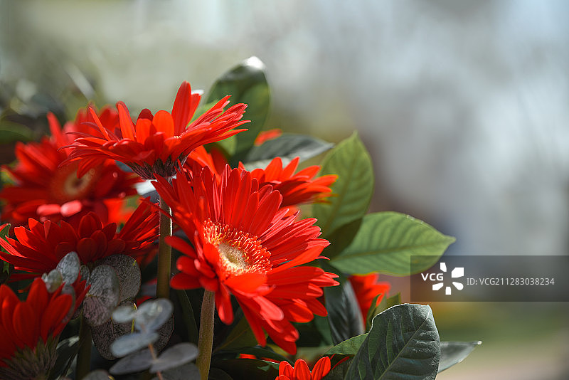 非洲菊图片素材