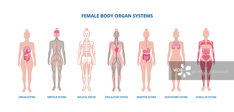 女性身体生物信息图扁平化设计图片素材
