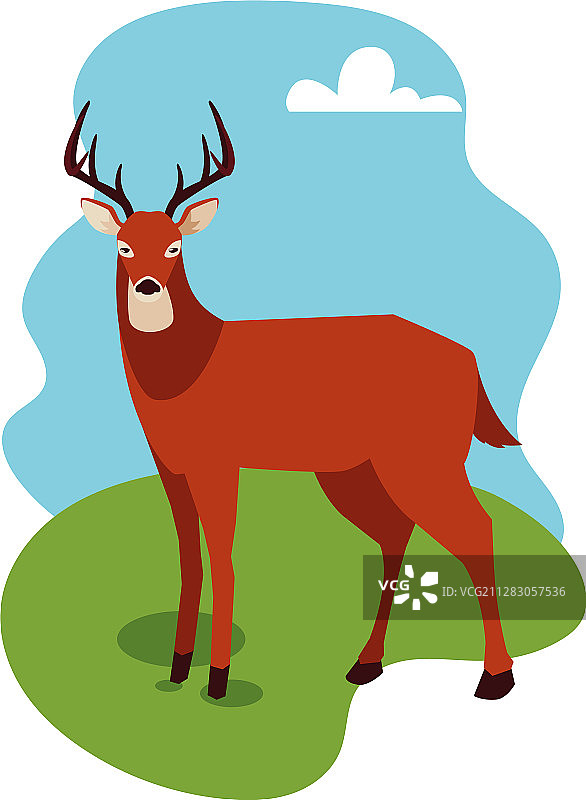 夏季自然风光中的野生鹿图片素材