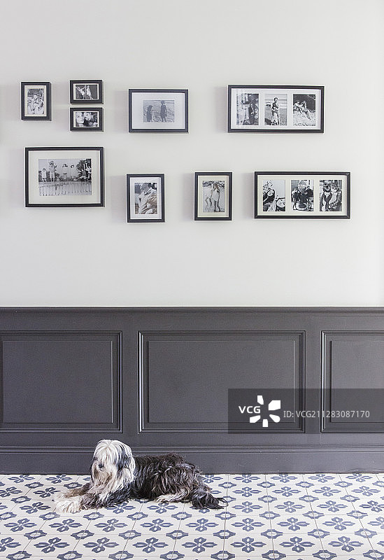 瓷砖地面上，护墙板和照片墙前的小狗图片素材