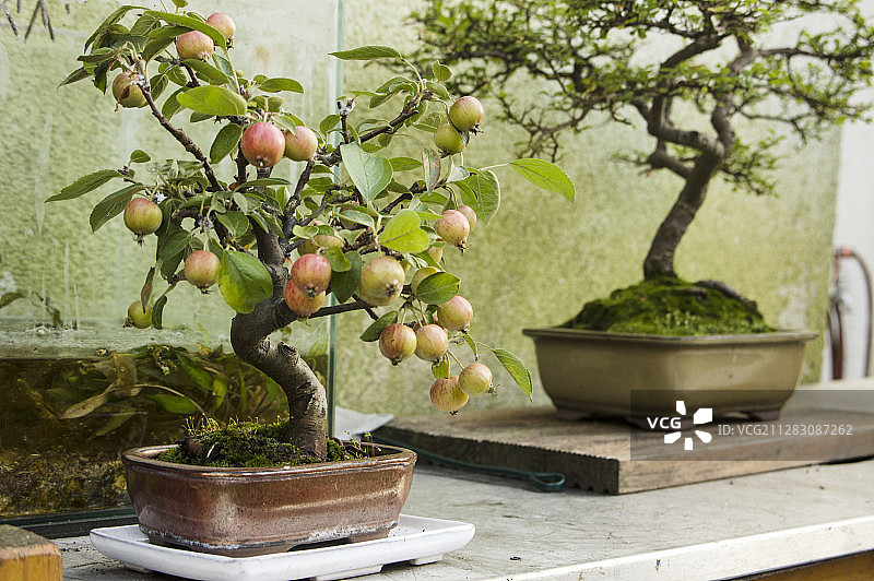 盆景：苹果树图片素材