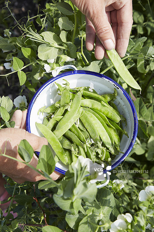 采摘糖脆豆图片素材