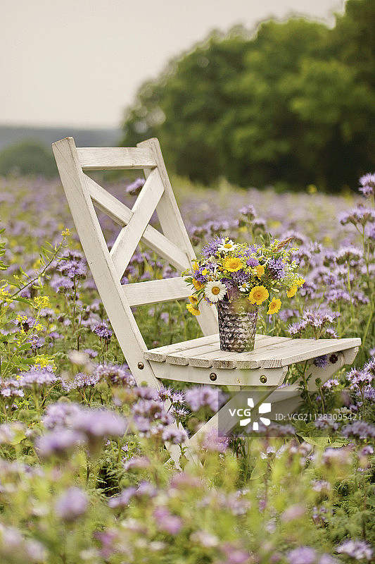 木椅上染工甘菊、牛眼雏菊和蓝盆花的花束，紫色紫草田图片素材