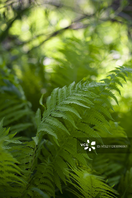 户外葱郁的绿色蕨类叶子图片素材