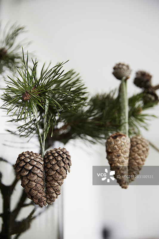 悬挂在树枝上的心形松果装饰品图片素材