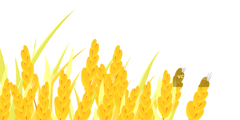 小麦水稻元素图片素材