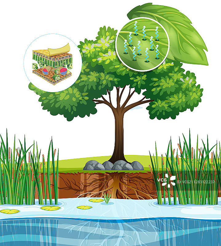 树木植物细胞特写图解图片素材