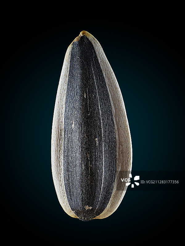 葵花子图片素材