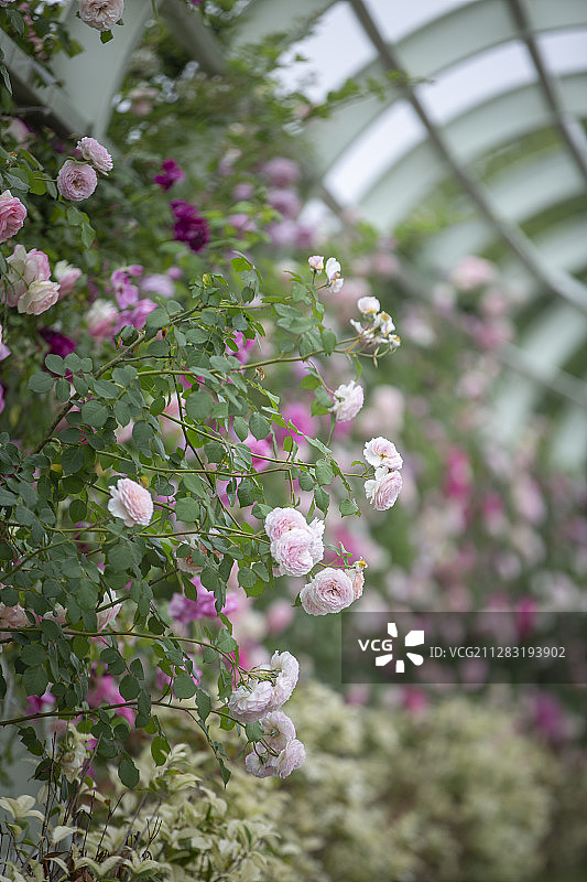 卡子门月季长廊图片素材