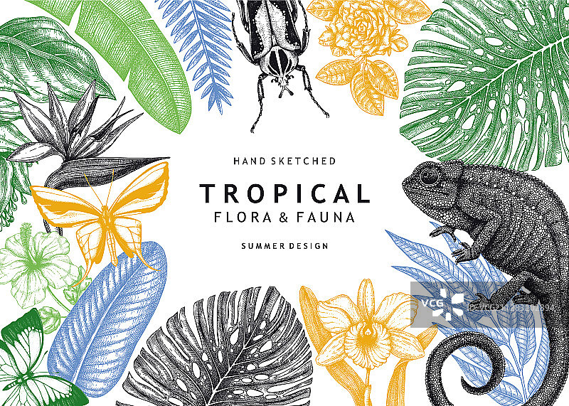 手绘热带框架设计背景图片素材
