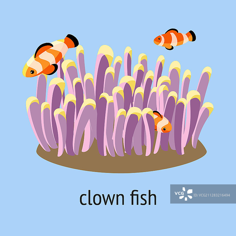 小丑鱼在珊瑚中游泳图片素材