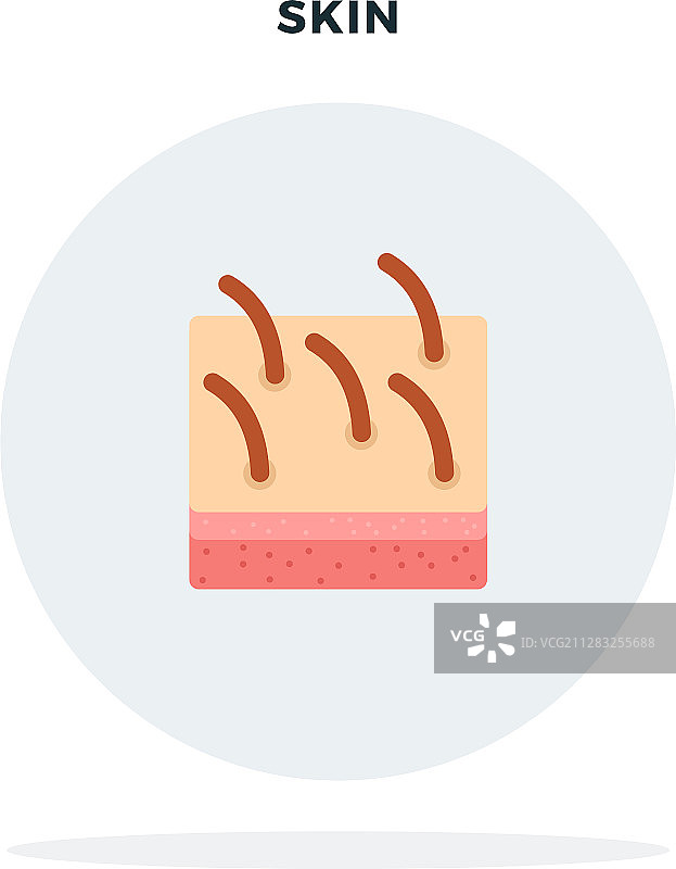 人体皮肤截面灰色扁平图图片素材