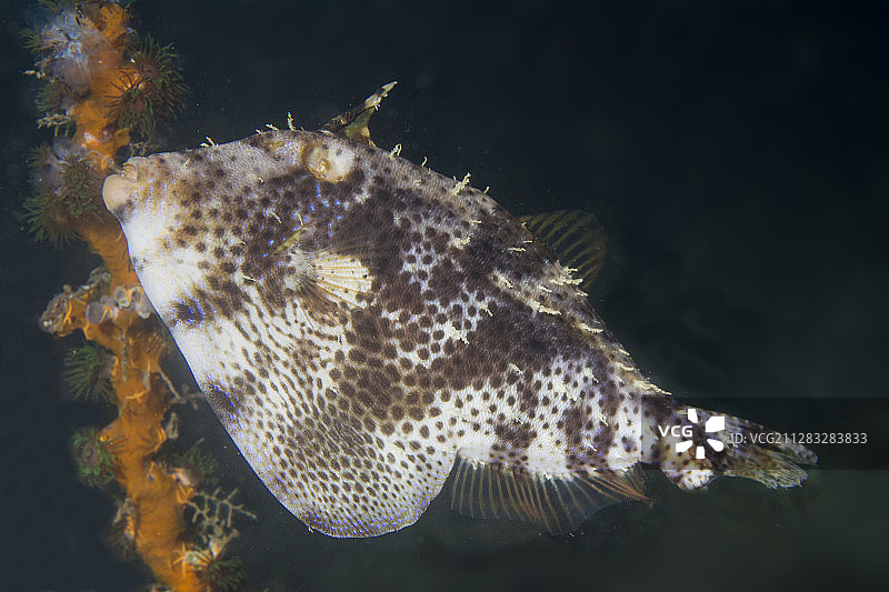 海藻丝鲀图片素材