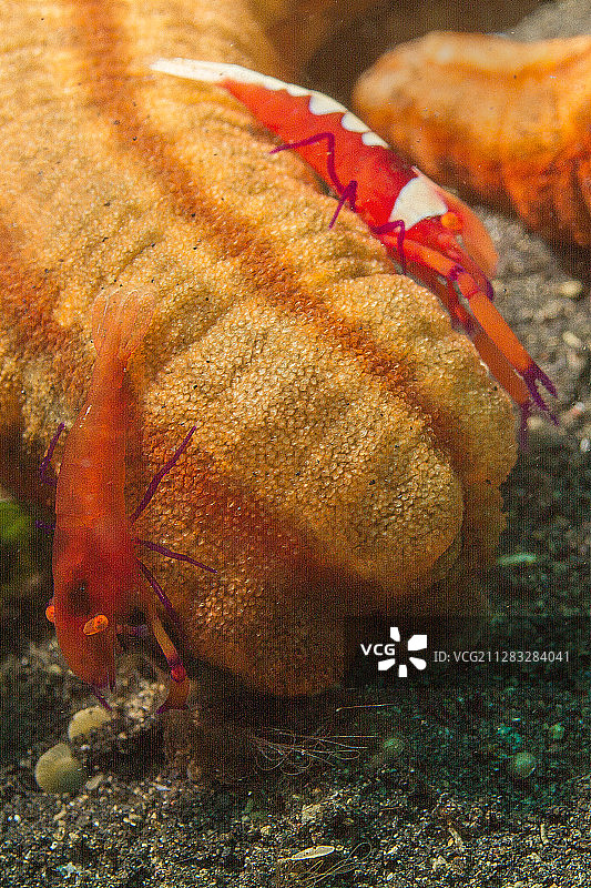 海参上的皇帝虾图片素材