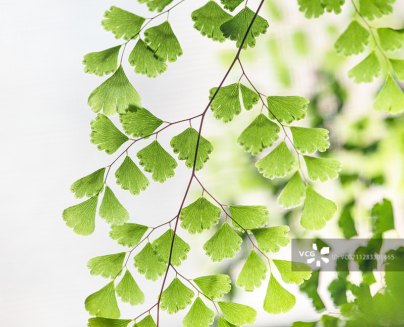 花草的纹理图片素材