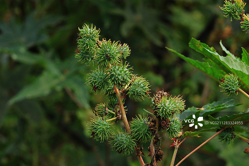 蓖麻图片素材