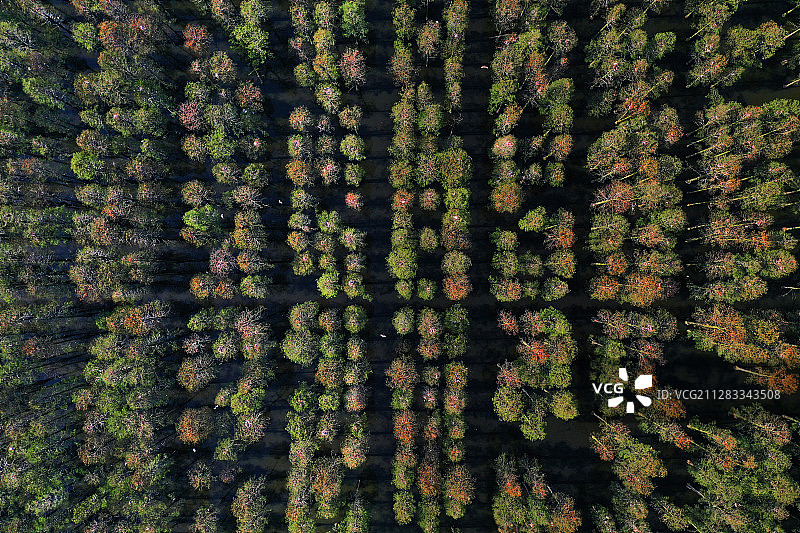 航拍武汉涨渡湖湿地图片素材