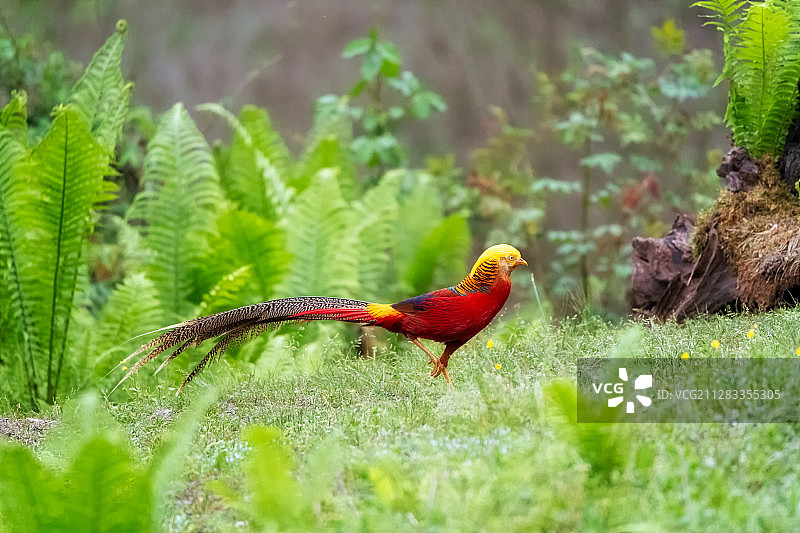 红腹锦鸡图片素材