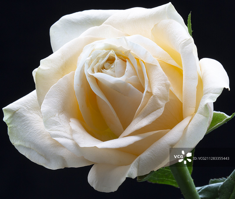 玫瑰花图片素材