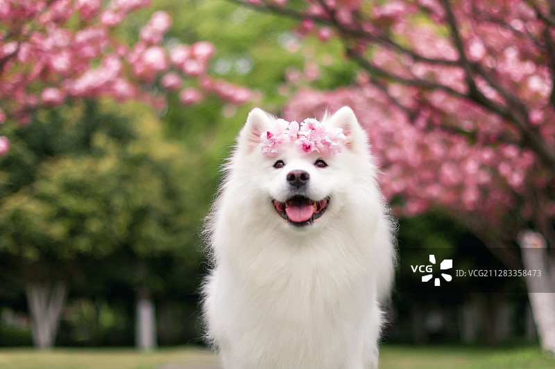 樱花与巧克力图片素材