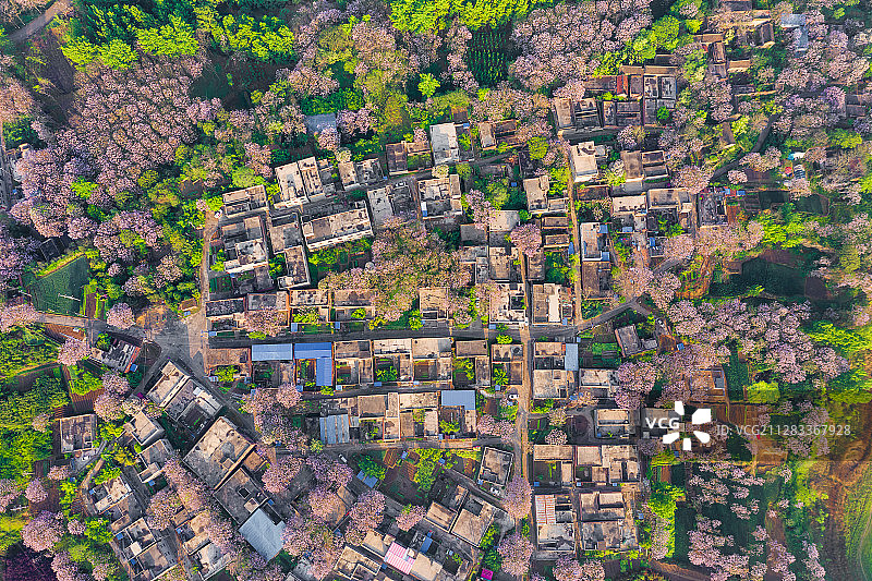 桐花乡村图片素材