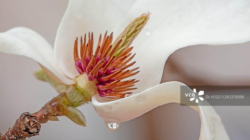 白玉兰花蕊图片素材