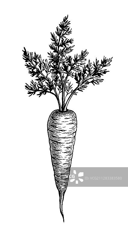 墨水素描胡萝卜图片素材