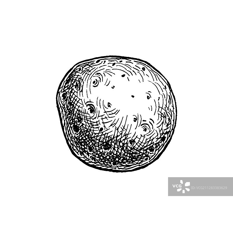 水墨速写：土豆图片素材