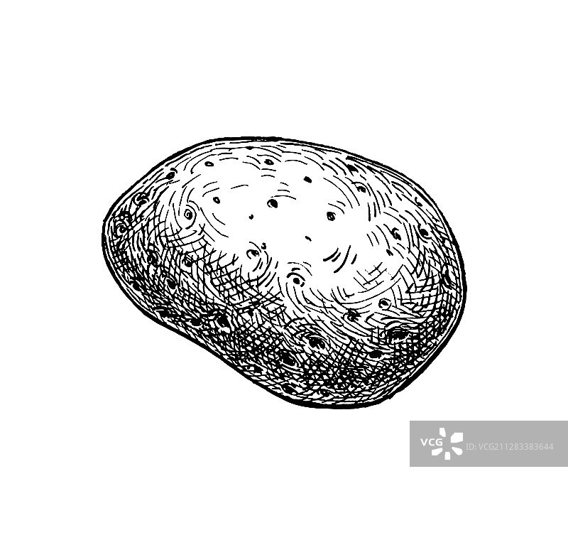 水墨速写：土豆图片素材