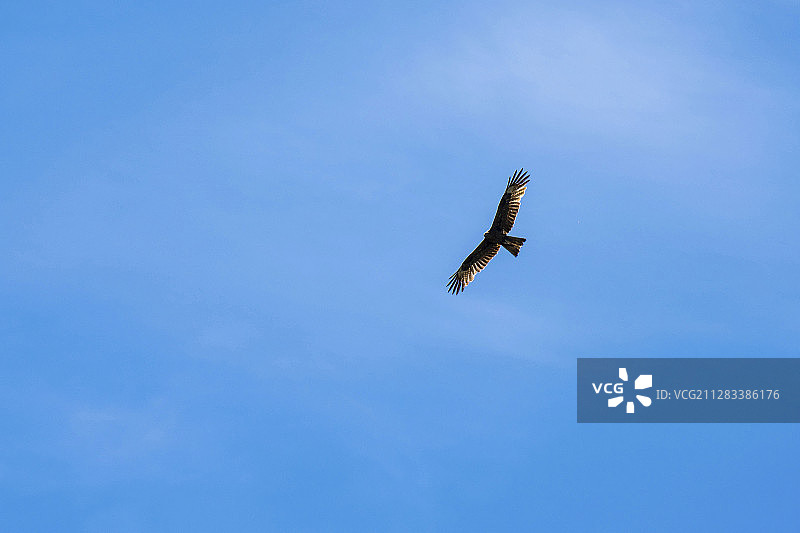 喀纳斯湖上空的鹰图片素材