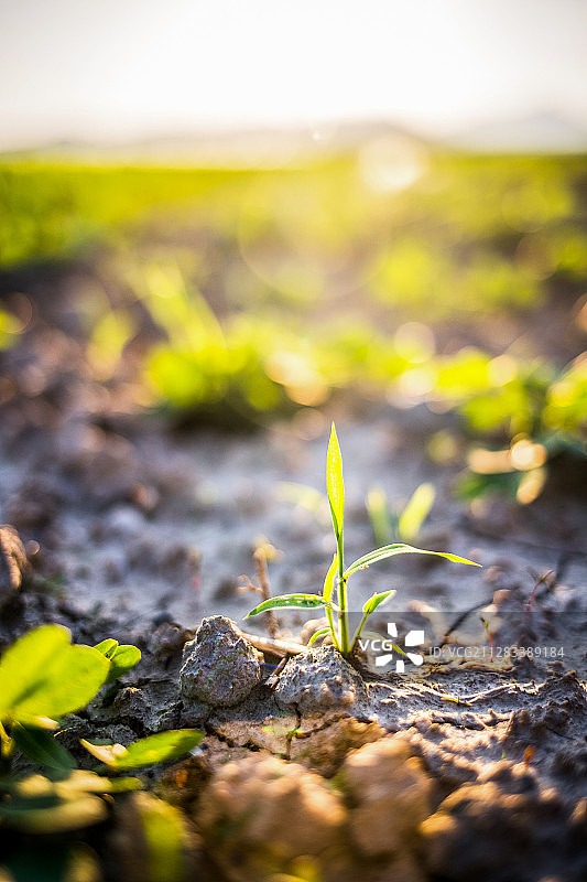 广东省汕尾市海丰县阳光下的叶子图片素材