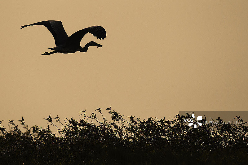 中国鄱阳湖的苍鹭图片素材