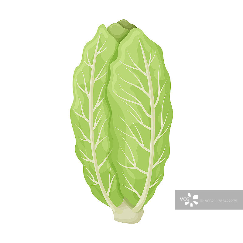卷心菜卡通图标图片素材