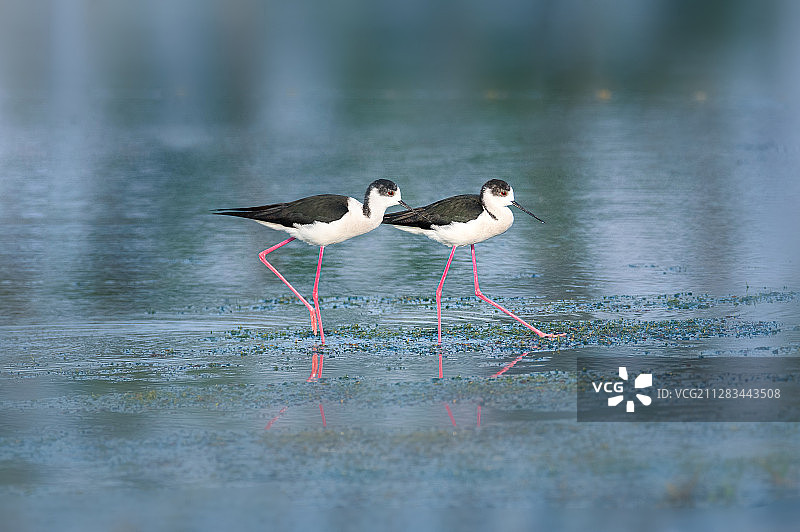 长脚鹬图片素材